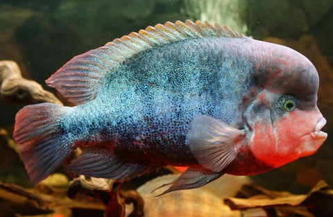 Fenestrata Vieja Cichlid (Vieja fenestrata) – live Central American cichlid with red and blue coloration, farm-bred in Florida by Tilapia Store