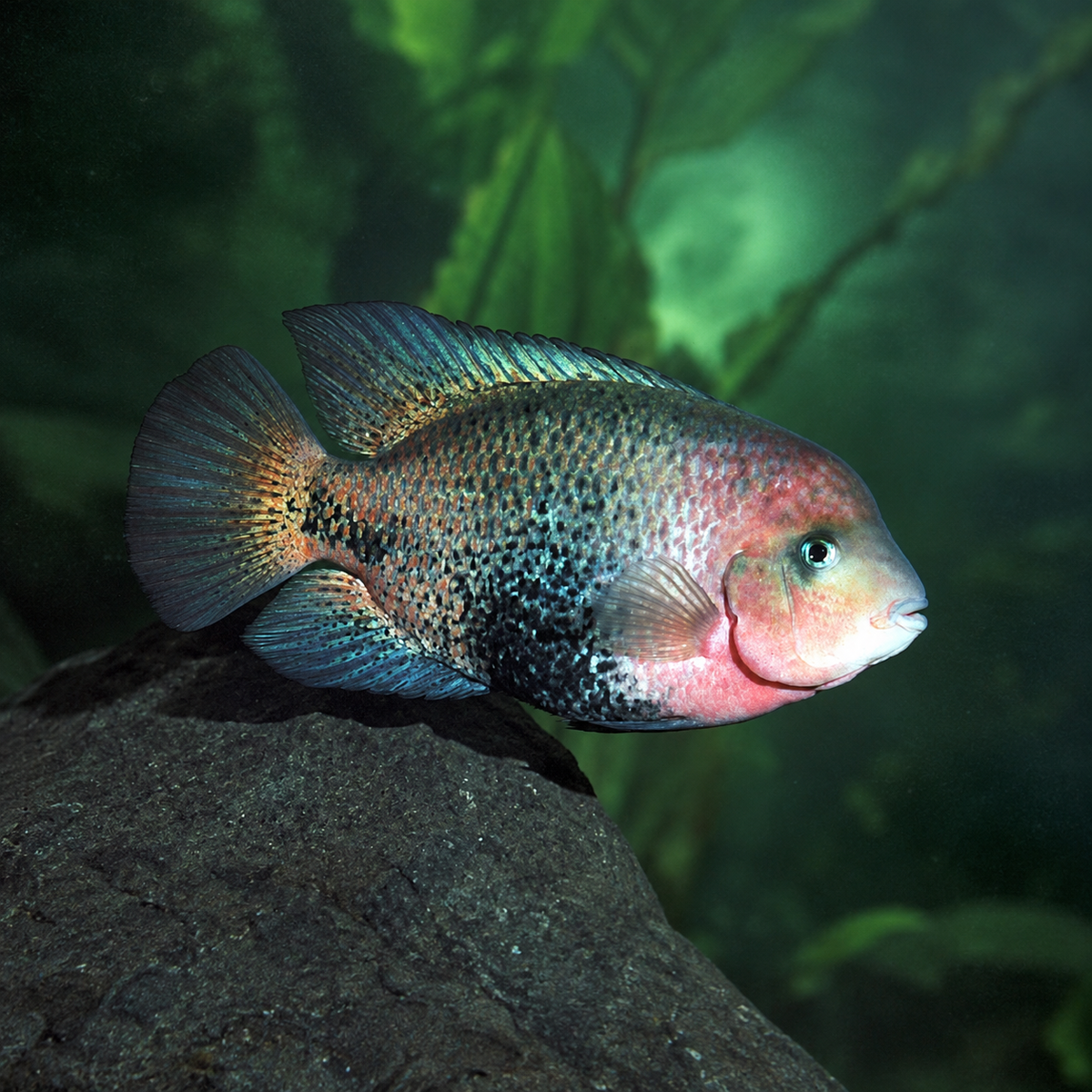 Vieja Cichlid Redhead Cichlid with room around the whole fish