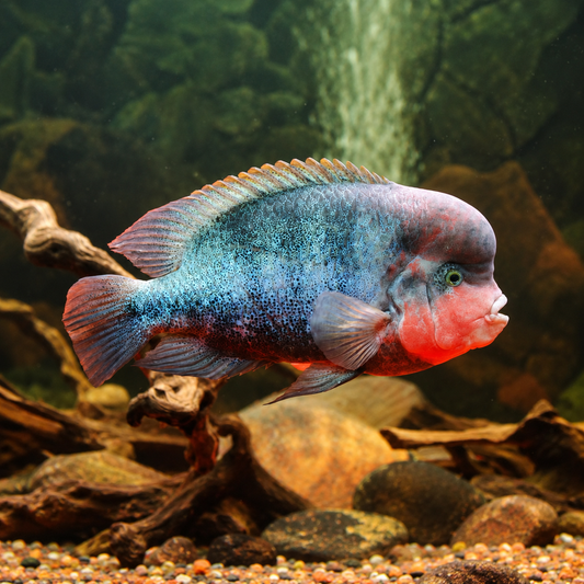 Fenestrata Vieja Cichlid with room around the whole fish