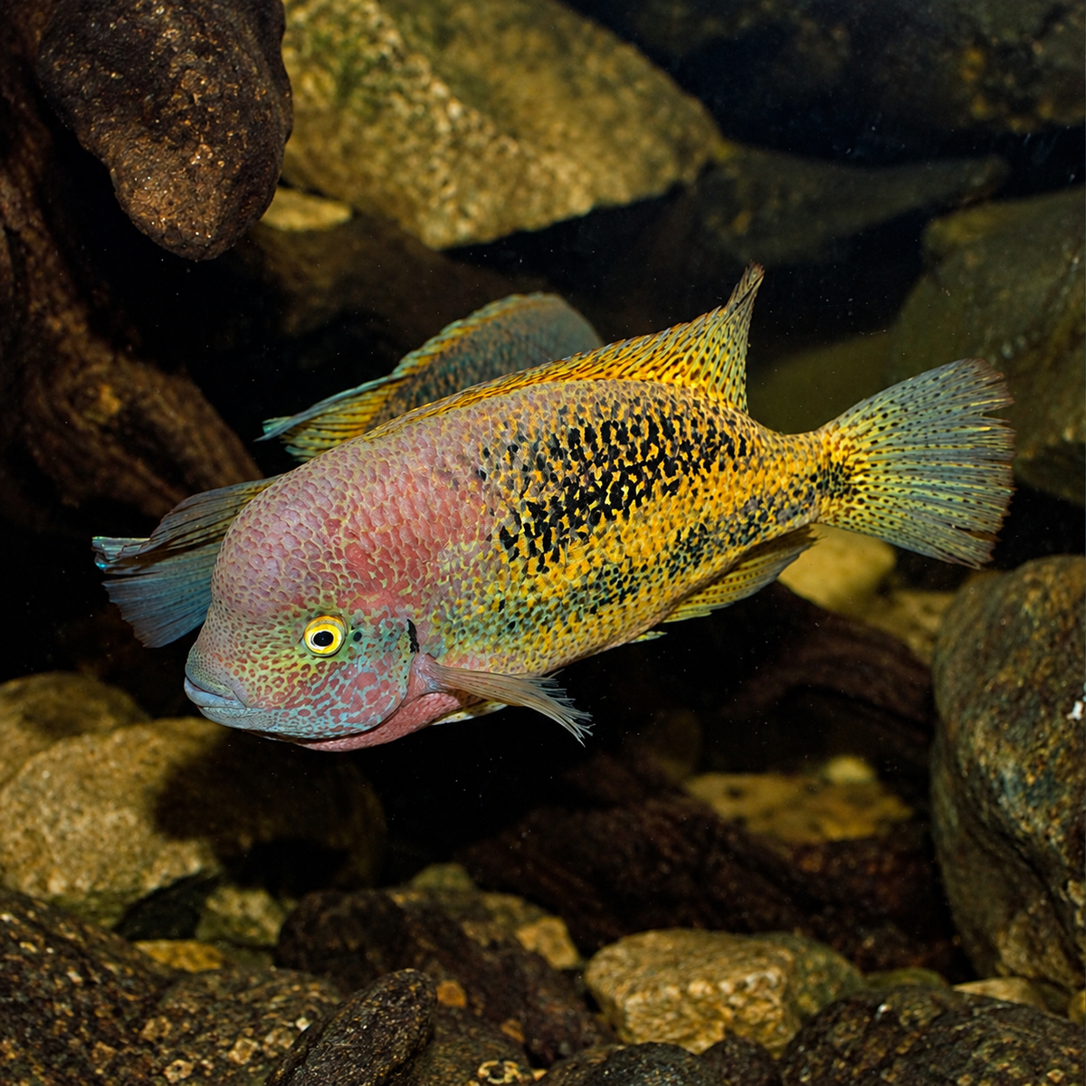 Vieja Bifasciata with room around the whole fish