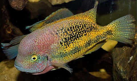 Adult Vieja bifasciata two-stripe cichlid in aquarium
