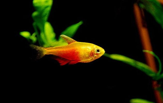 Von Rio Tetra – bright red-orange freshwater schooling fish from Florida fish farm