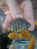 Yellow Tiger Severum (Heros sp.) live cichlid with bold yellow body and tiger striping, farm-bred in Florida at TilapiaStore