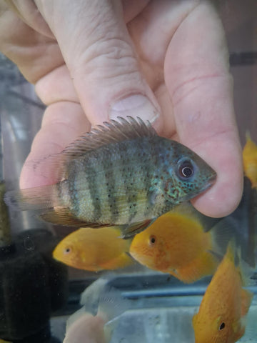 Yellow Tiger Severum (Heros sp.) live cichlid with bold yellow body and tiger striping, farm-bred in Florida at TilapiaStore
