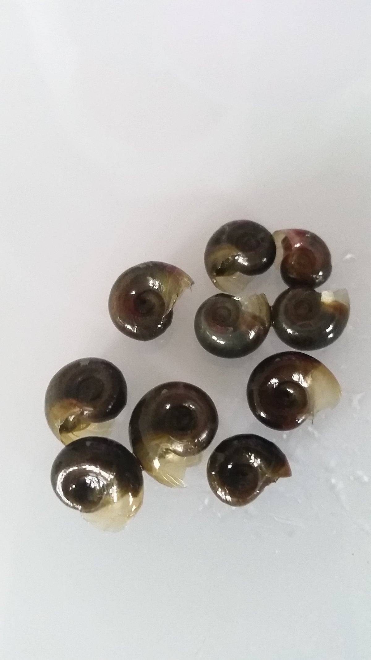 Rams Horn Snails - Tilapia Store