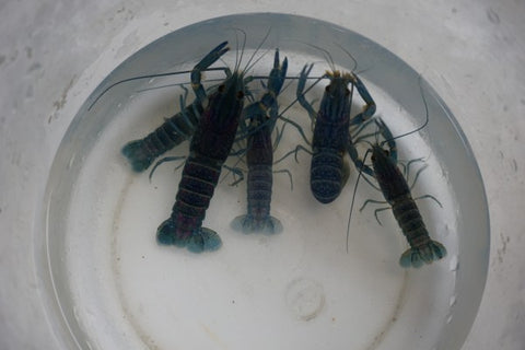 Australian red claw crayfish 2 to 3 inch - Tilapia Store