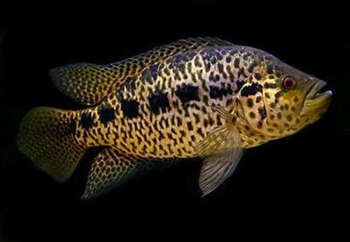 Jaguar Cichlid 4 to 5 inch - Tilapia Store