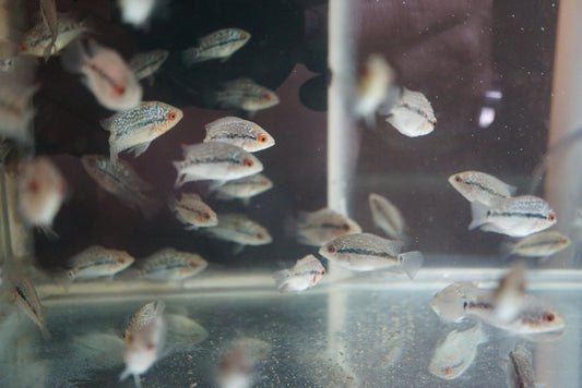 SRD Flowerhorn Fry - Tilapia Store
