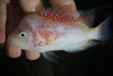 J10 Gold Base Flowerhorn