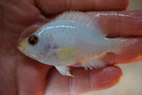 K11 Platinum Silk Flowerhorn