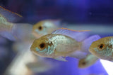 Electric Blue Acara (Andinoacara pulcher) – Peaceful, metallic blue freshwater cichlid bred in Florida at TilapiaStore