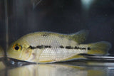 Juvenile Nicaraguense Cichlid (Hypsophrys nicaraguensis) – live aquarium fish tank-raised in Florida by Tilapia Store
