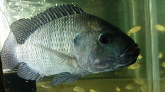 Blue Tilapia Fingerlings (1- 2 inch) - Tilapia Store