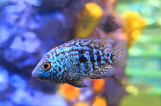 Blue Carpintis - Tilapia Store