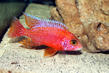 Dragon Blood Peacock Cichlid (Aulonocara sp.) 2 to 3 inch