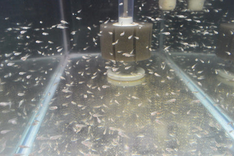 Blue Tilapia Fry 1/4 to 3/4 inch. - Tilapia Store