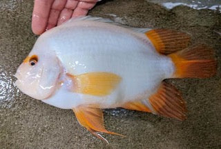 Red Devil - Tilapia Store