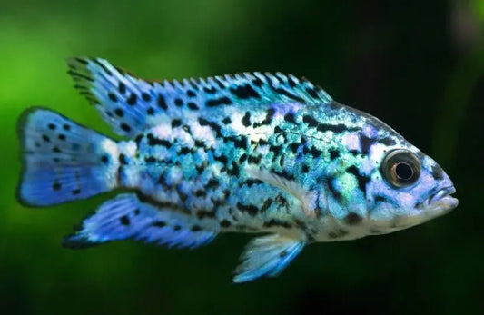 Electric Blue Jack Dempsey - Tilapia Store