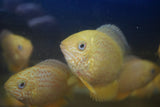 Red Spot Gold Severum (Heros efasciatus) – Peaceful golden freshwater cichlid with red spotting bred in Florida at TilapiaStore