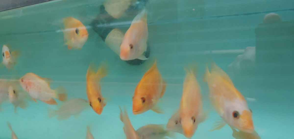 Red Devil - Tilapia Store
