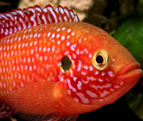 Red Jewel Cichlid 1/4 to 3/4" - Tilapia Store