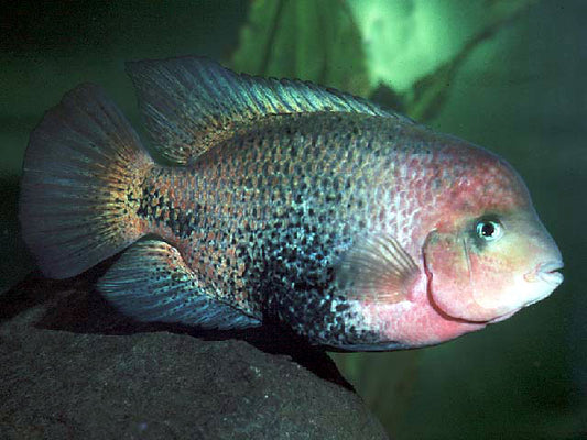 Redhead Vieja Cichlid – live Central American cichlid with red head and blue-green body, farm-bred in Florida by Tilapia Store