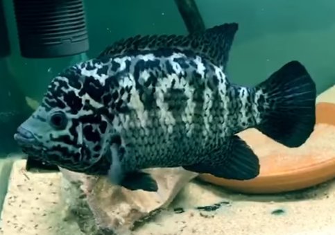 Cuban Cichlid - Tilapia Store