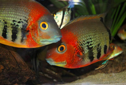 Severum (Orange Shoulder) - Tilapia Store