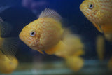 Red Spotted Severum